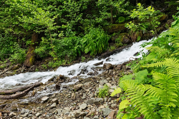 森の中の山川。アブハジア