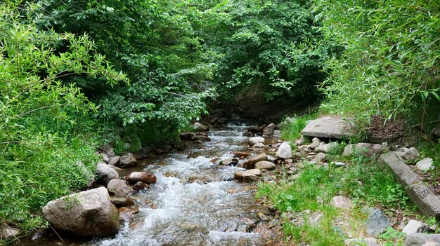 Mountain river in the forest