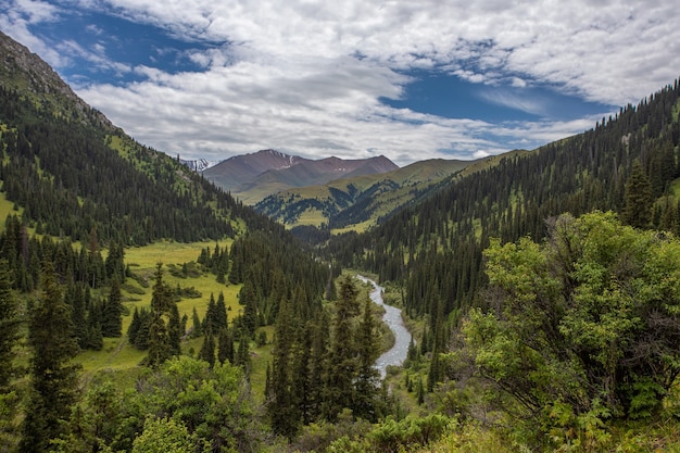 Mountain river in green mountains