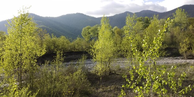 Mountain river landscapes