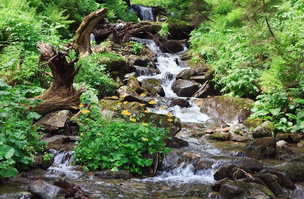 Mountain river in summer forest with bush of yellow flower (Carpathian, Ukraine)