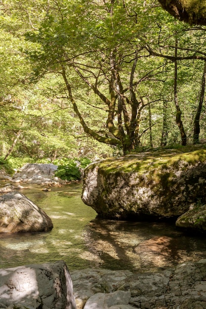 Mountain river on a sunny day