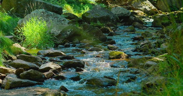 晴れた夏の日の山の川 自然の風景 朝の緑豊かな森 暑い午後の魅惑的な冷たい淡水の流れ 太陽光線が緑を照らす