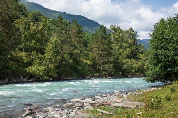 Mountain river water flowing through rocks in green forest