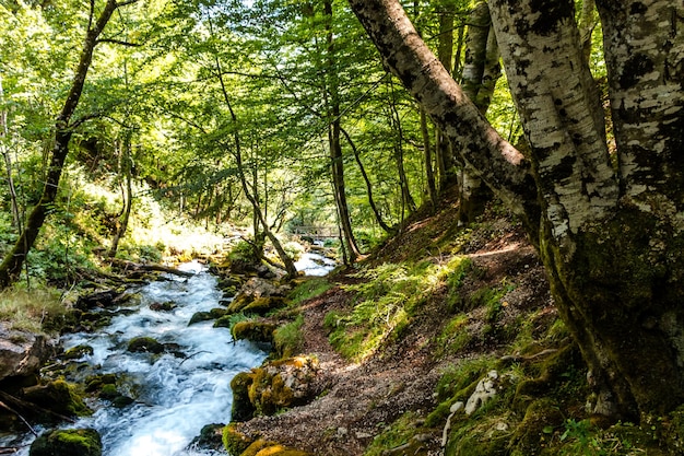 mountain river and waterfall in the forest in Montenegro beautiful landscape nature