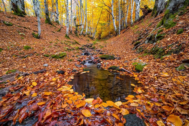 Mountain river with autumn leaves