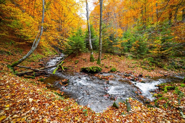 Mountain river with autumn leaves