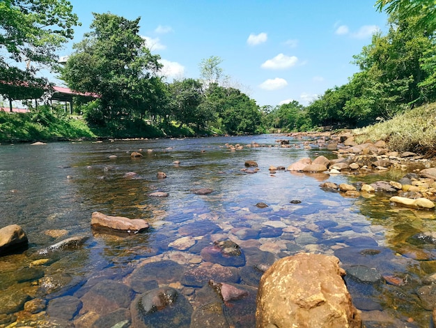 Mountain River in the wood