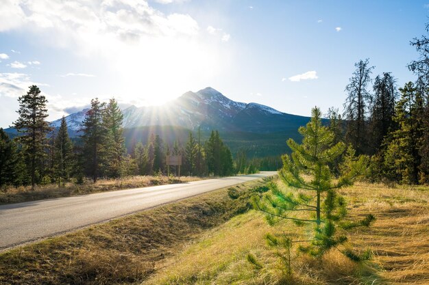 Mountain road in the forest in summer time Maligne Lake Road Jasper National Park Canadian Rockies