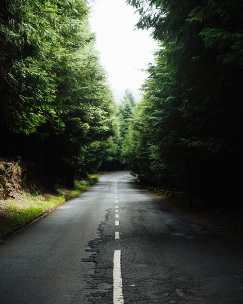 Photo mountain road surrounded by pinewood