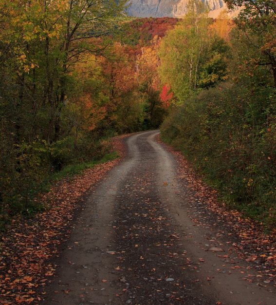 Горная дорога между деревьями с осенними цветами