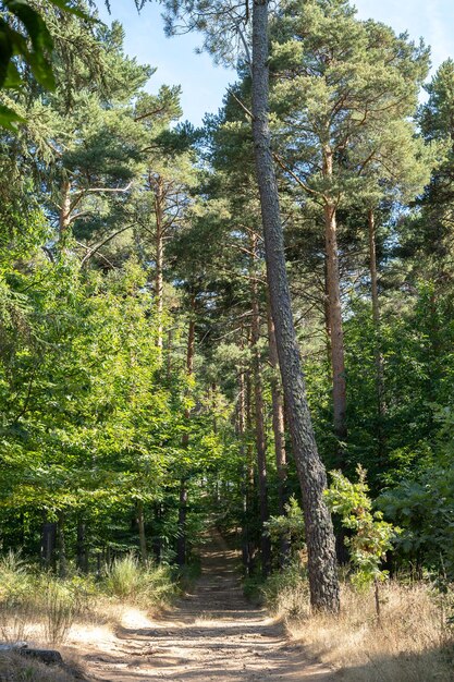 Mountain road between trees with blue sky in the background