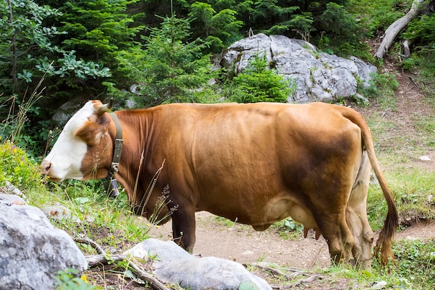 Mountain scenary with grazed cow at summer day