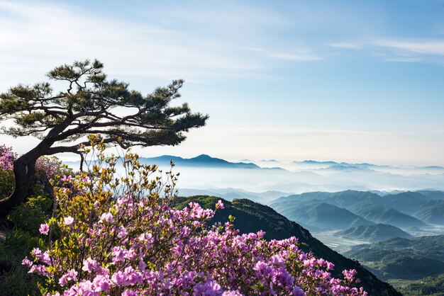 Photo a mountain scene full of clouds and flowers