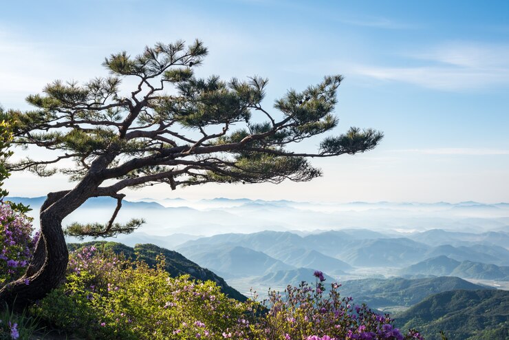 Photo 구름과 꽃이 가득한 산의 풍경
