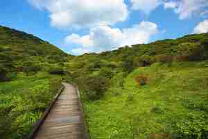 Photo mountain scenery with wooden path and foresta wooden path among the mountains