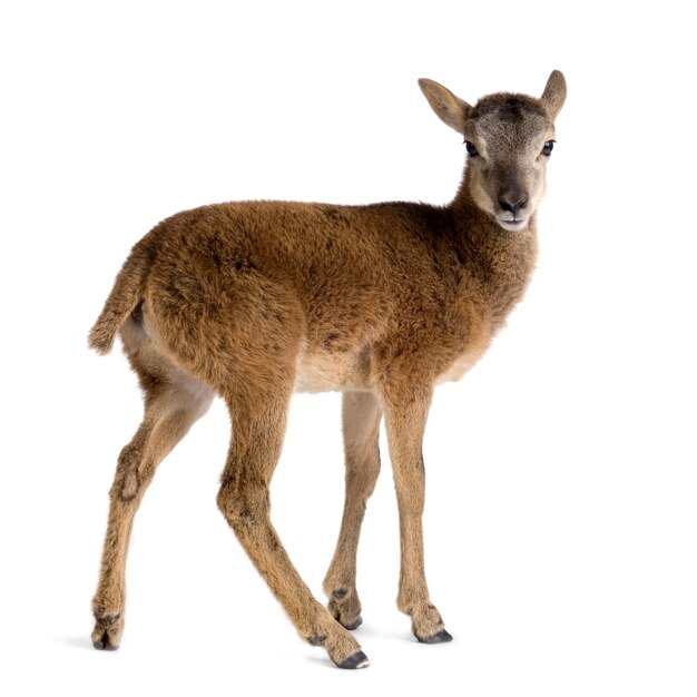 Mountain sheep of the alps in front of a white background