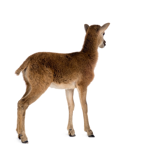 Mountain sheep of the alps in front of a white background