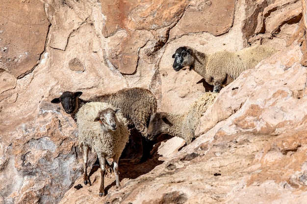 Mountain sheep from Cordillera Real Andes Bolivia