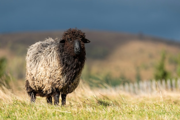 夏の牧草地で放牧する山羊。農業の概念