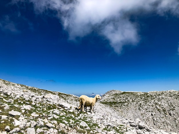 Mountain Sheep Nature Hiking Landscape