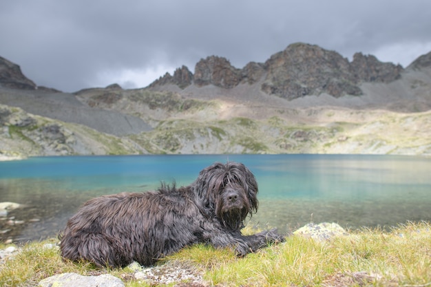 Foto cane da pastore di montagna vicino a un lago alpino