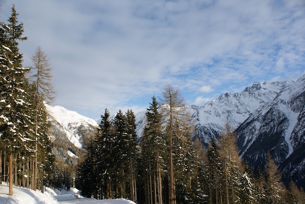 Mountain ski trail in the forest in the Alpine mountains.