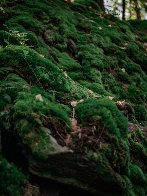 Mountain slope covered with stones and moss