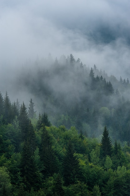 Горный пейзаж склонов с елями в тумане в Сванетии, Грузия.