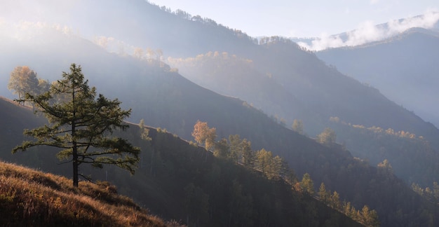 朝の光の秋の山の斜面