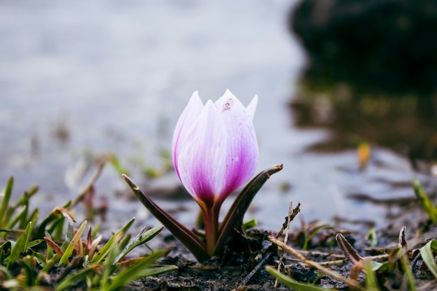 Mountain snowdrops grew in spring