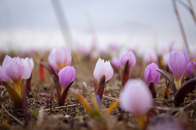 Mountain snowdrops grew in spring