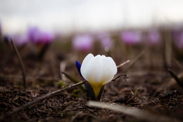 Mountain snowdrops grew in spring