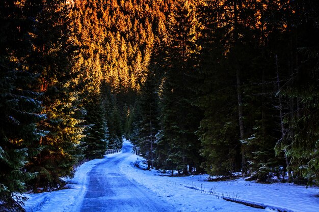 Mountain snowy landscape in forest with bridge