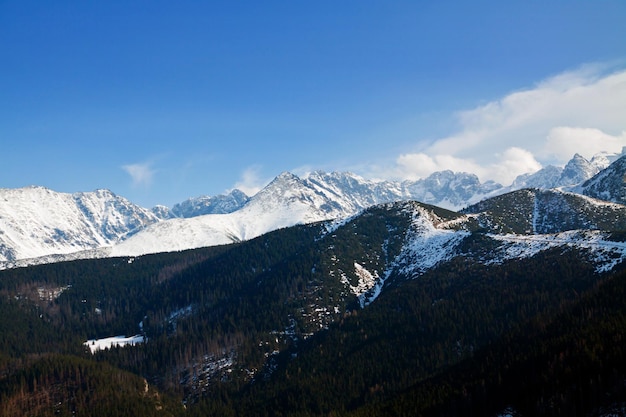 Mountain snowy landscape with forest