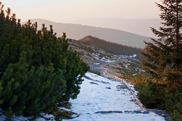 Mountain snowy landscape with pine trees