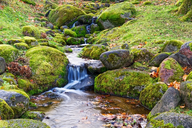 Ruscello di montagna nella foresta di autunno