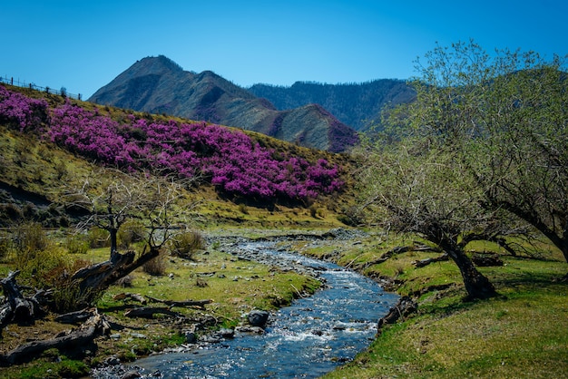 開花の丘と山の間の渓流