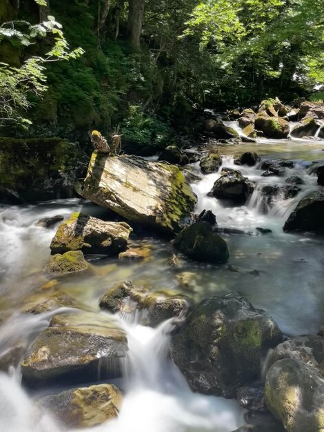 Photo mountain stream in the forest with a wooden log on a rock