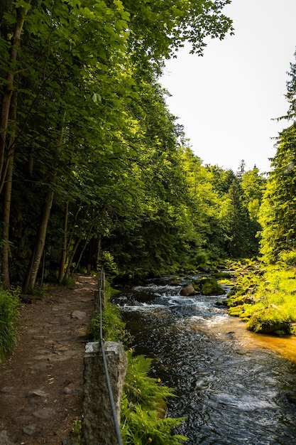 夏のポーランドのカルコノシェ国立公園の渓流