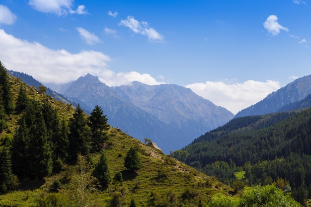 山の夏の風景 背の高い木々 雪に覆われた山々 と青い空に白い雲 キルギスタン 美しい風景