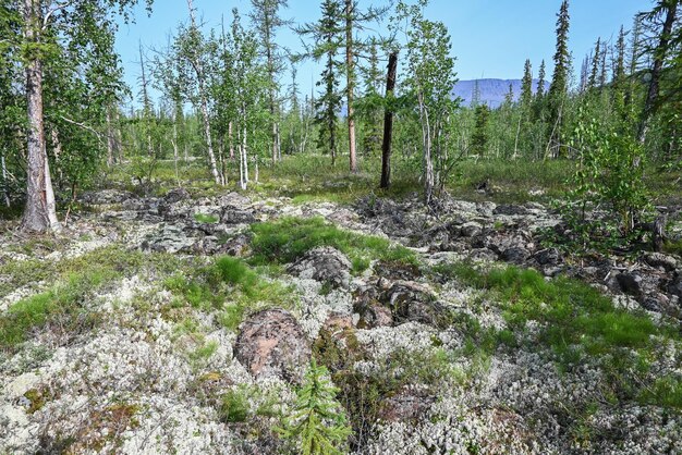 Mountain taiga on the Putorana plateau