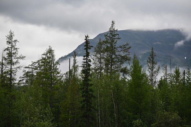 Mountain taiga on the Putorana plateau