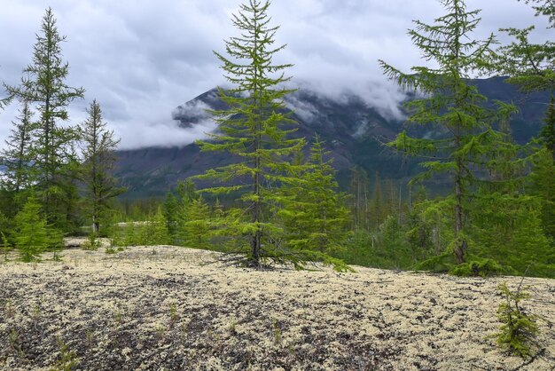 Mountain taiga on the Putorana plateau