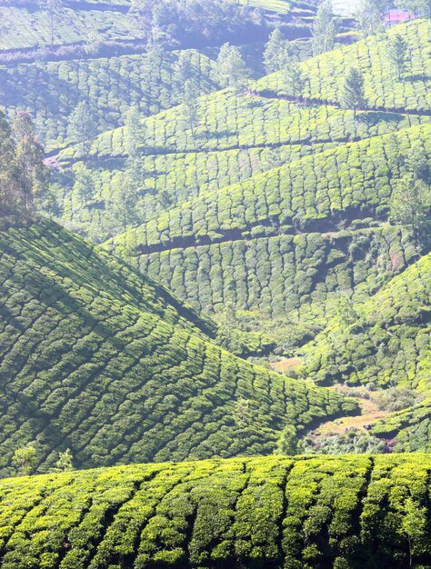 インドの山岳茶園