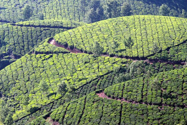 Mountain tea plantation in India