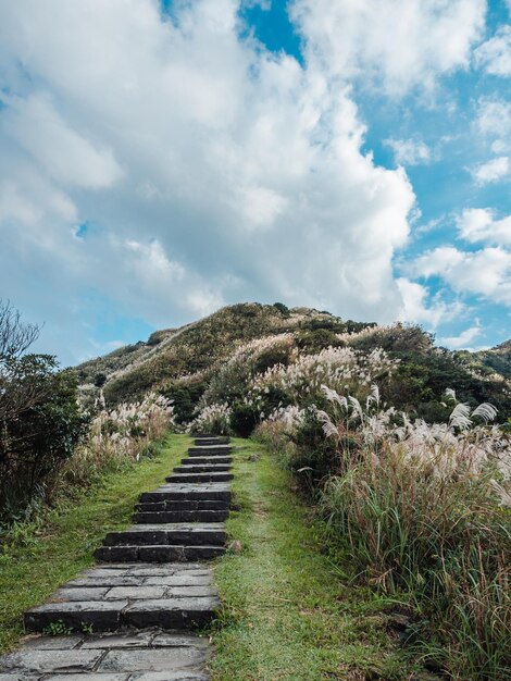 The mountain trail full of Miscanthus with blue sunny sky