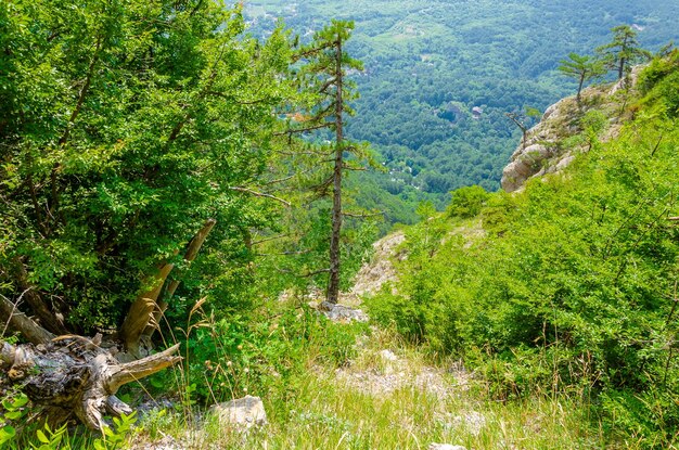 山の中の登山道