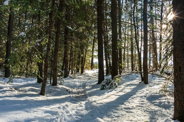 冬の晴れた日の朝の登山道。森の木々に降り注ぐ日光。