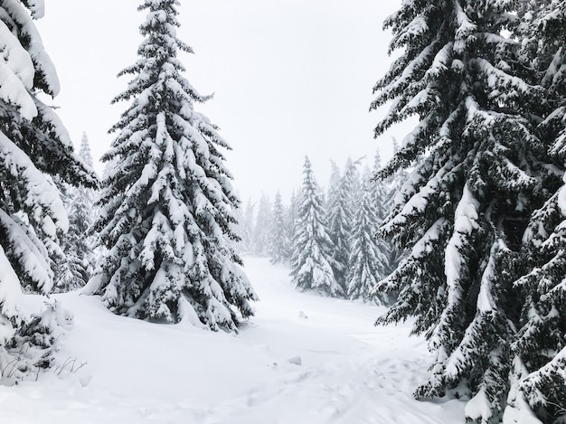 Photo mountain trails covered with snow through the fir tree forest